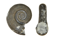 Argonauticeras depereti